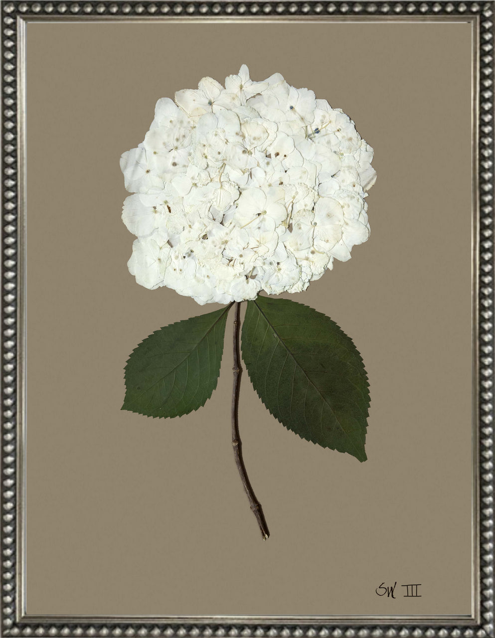 white botanical bloom on brown