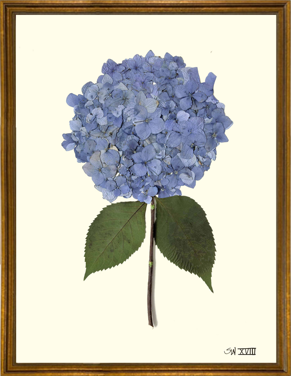 framed pressed blue hydrangea