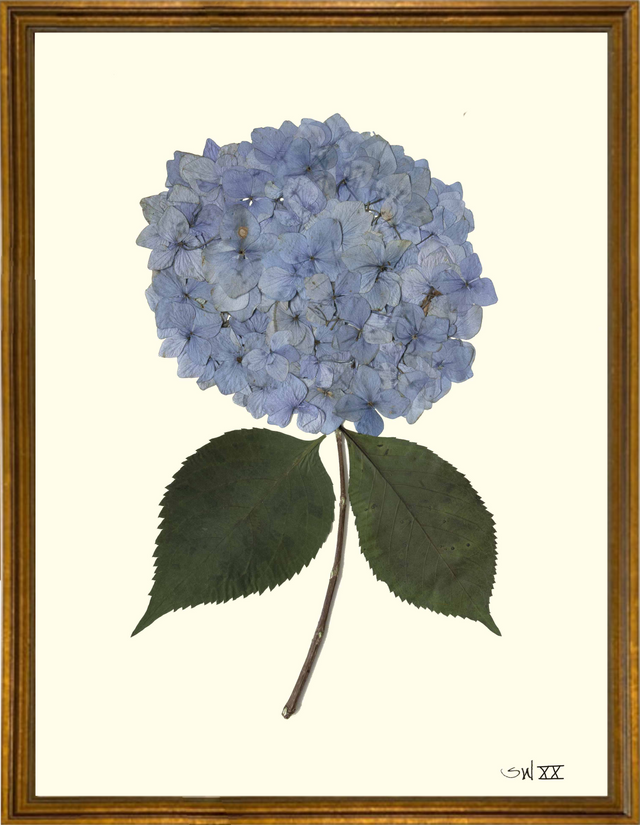 framed pressed blue hydrangea bloom