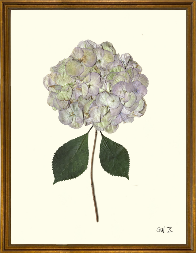 framed pressed white lilac hydrangea