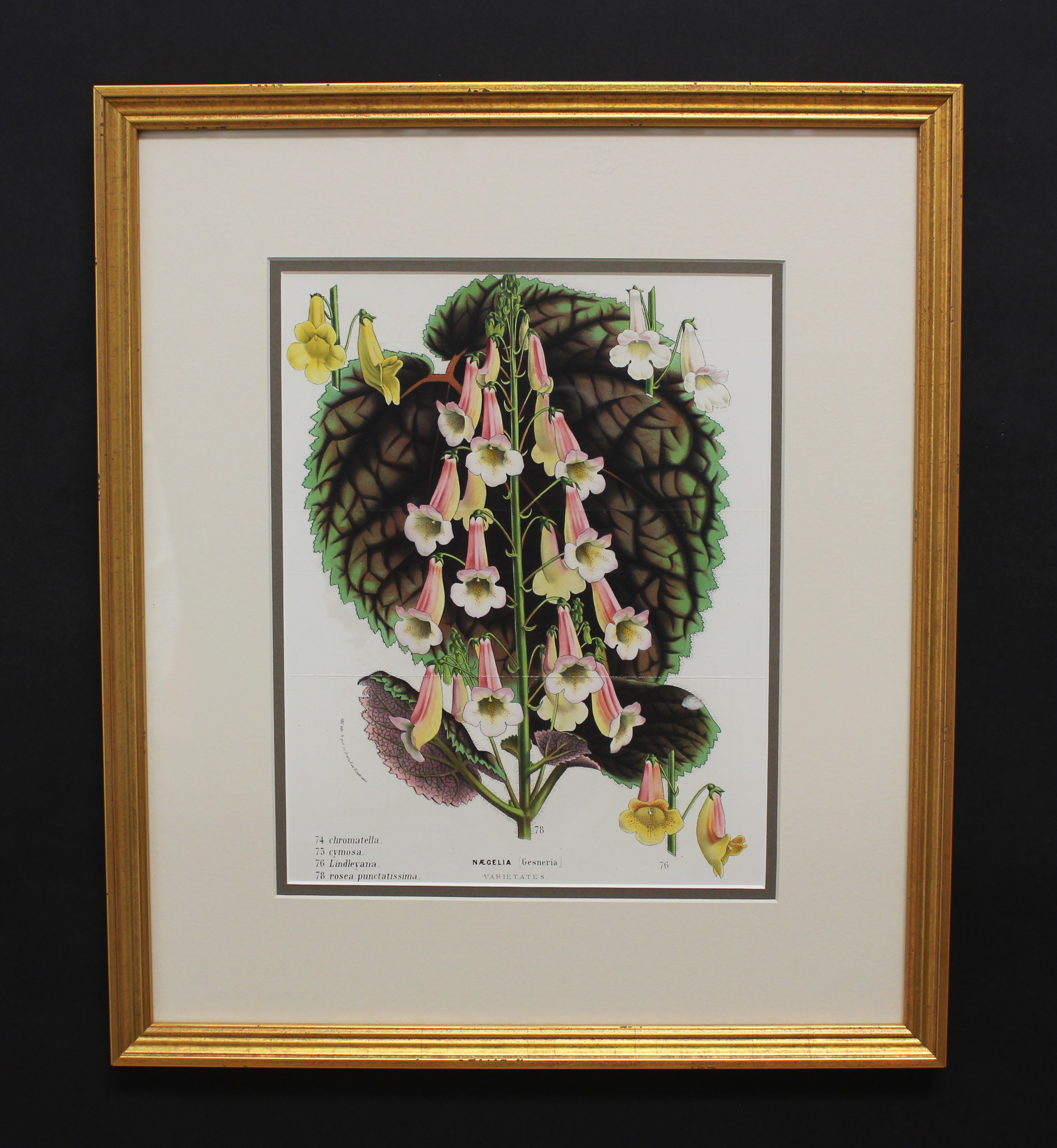 Framed Antique Botanical
