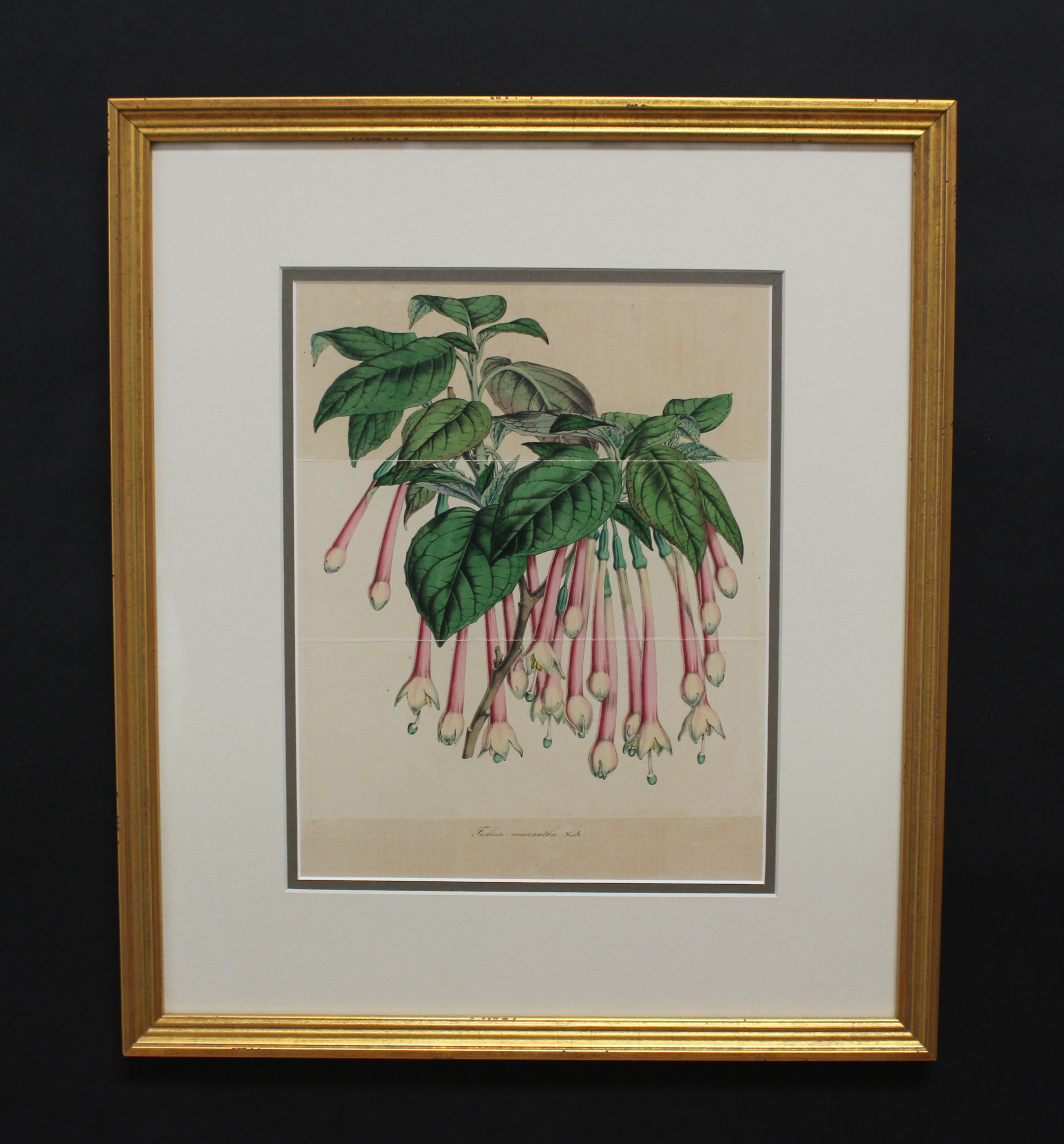 Framed Antique Botanical