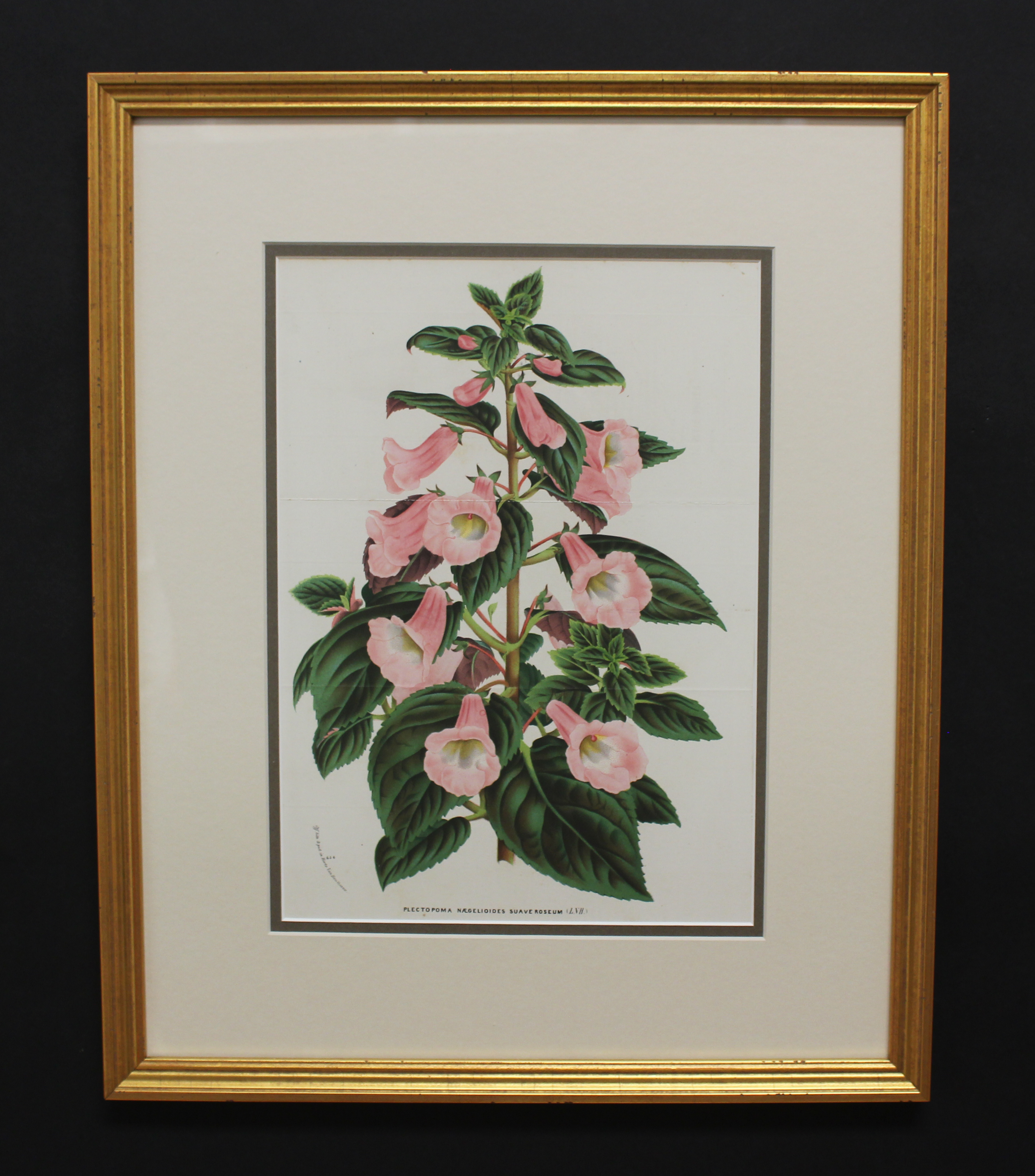 Framed Antique Botanical
