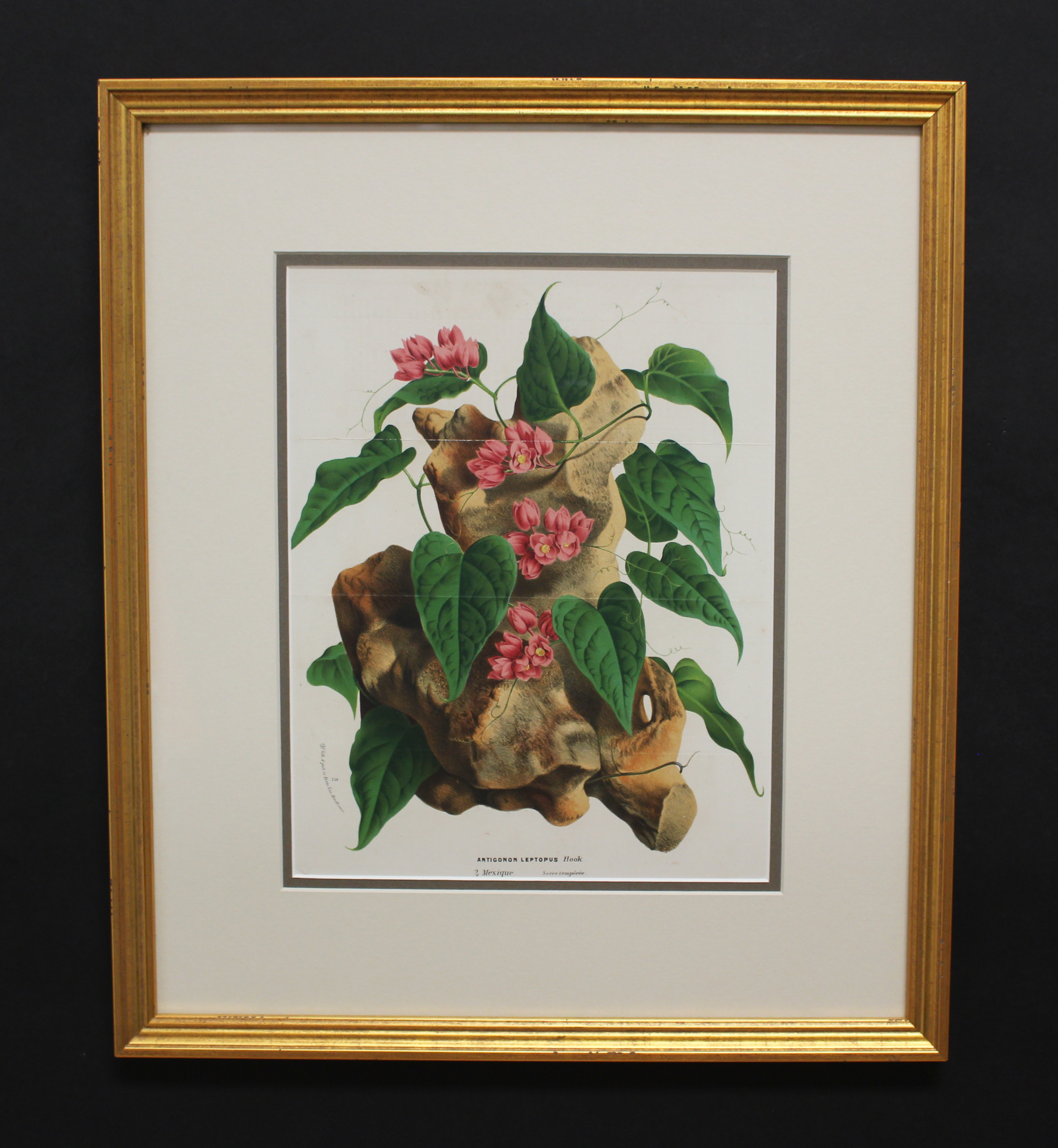 Framed Antique Botanical