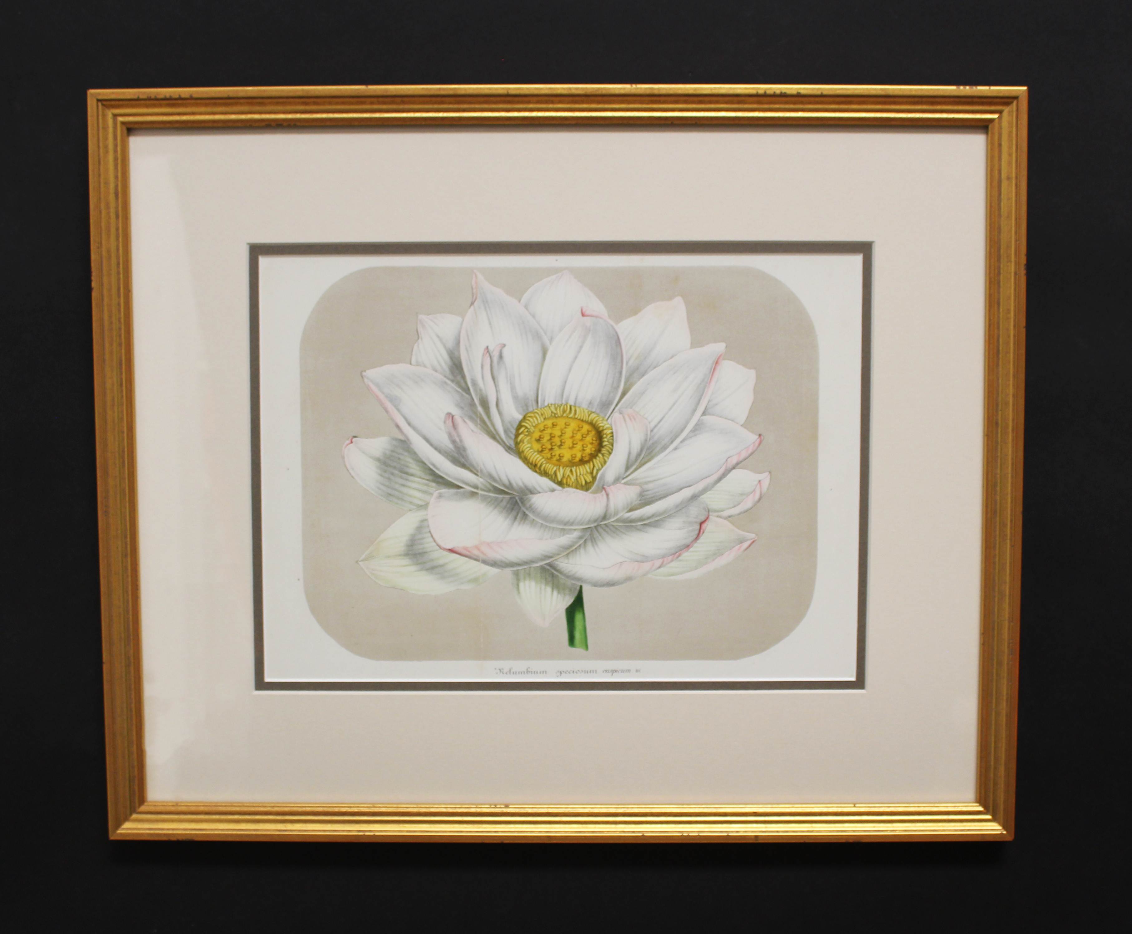 Framed Antique Botanical