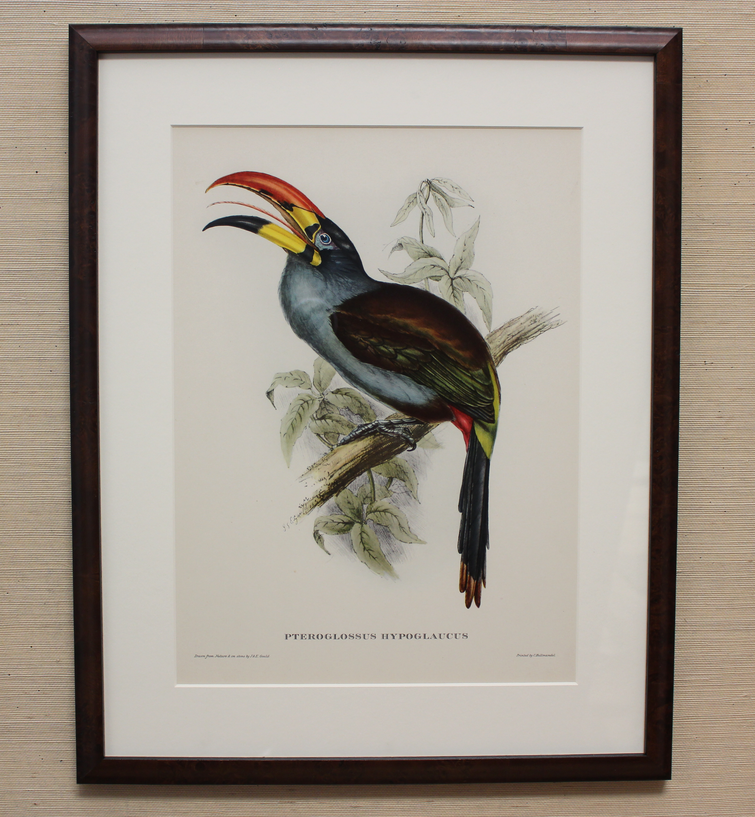 Vintage Framed Bird Print