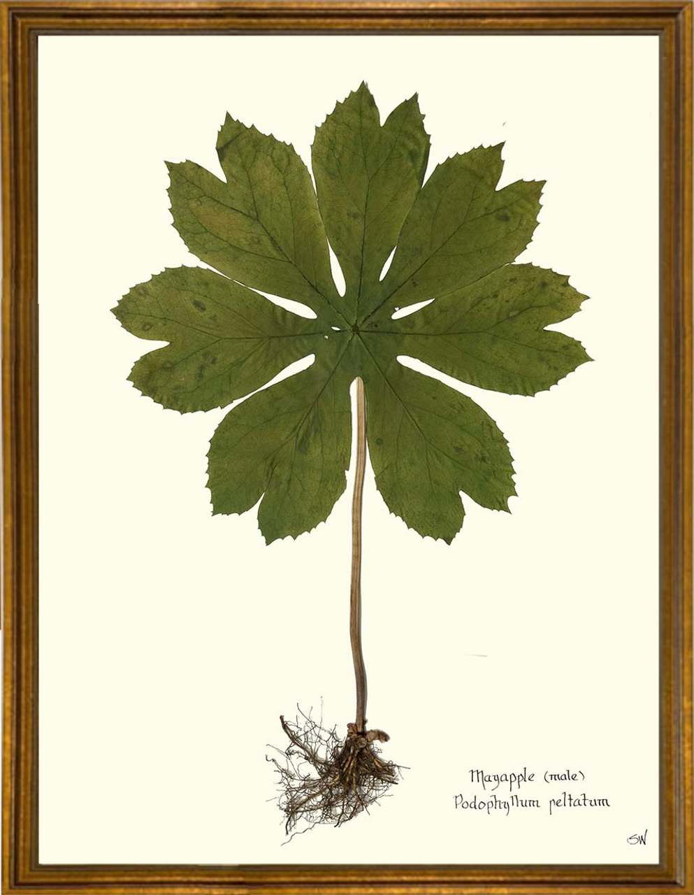 framed multi mayapple leaves and stem