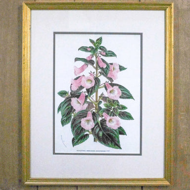 framed antique botanical print, gold frame