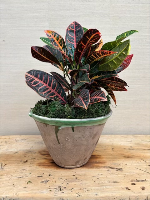 Potted plant with multicolored leaves on a wooden surface