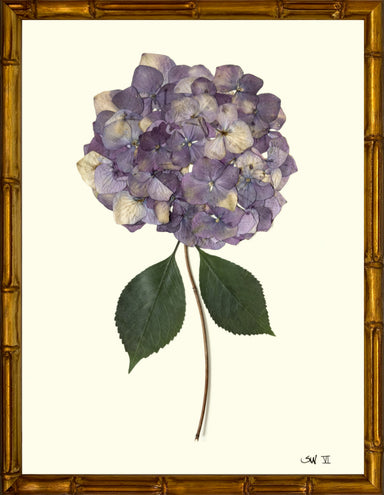 framed pressed purple hydrangea
