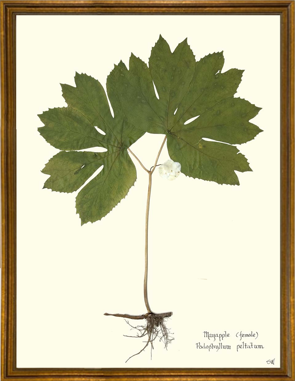 framed mayapple leaf