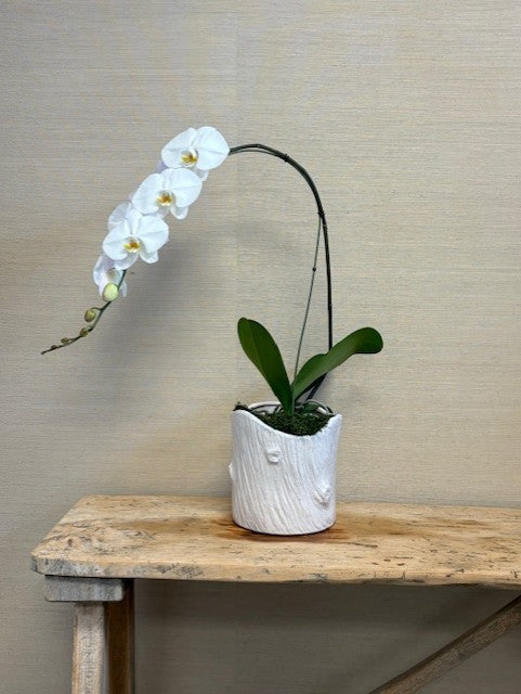 White orchid in a decorative pot on a wooden table with a neutral background