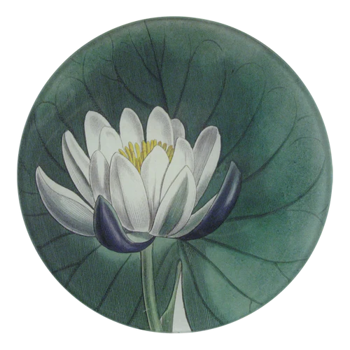 Illustration of a white water lily on a green leaf with a white background