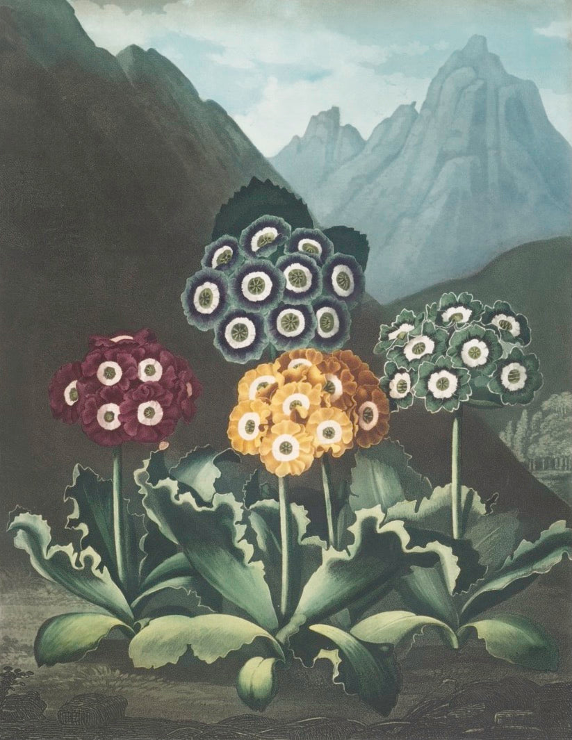 remastered antique Swedish botanicals