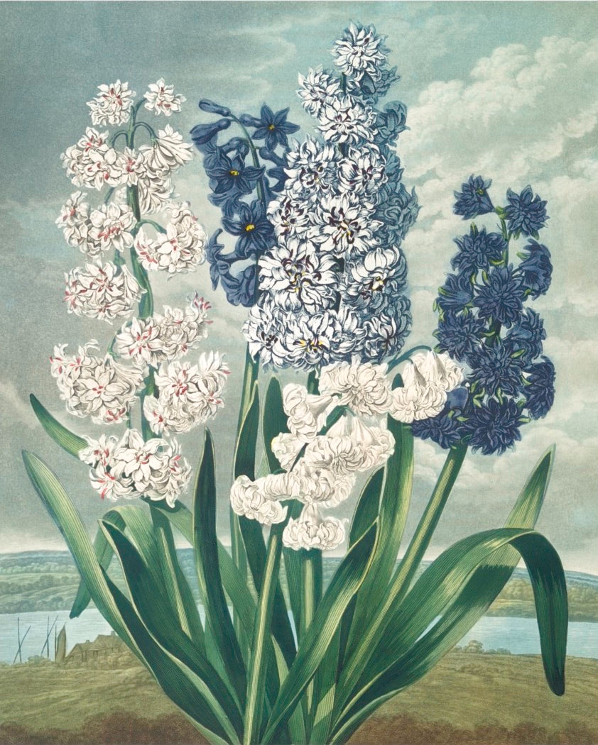 Flora Garden Framed Botanical Print