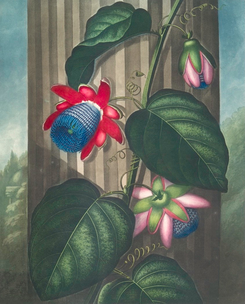 Flora Garden Framed Botanical Print