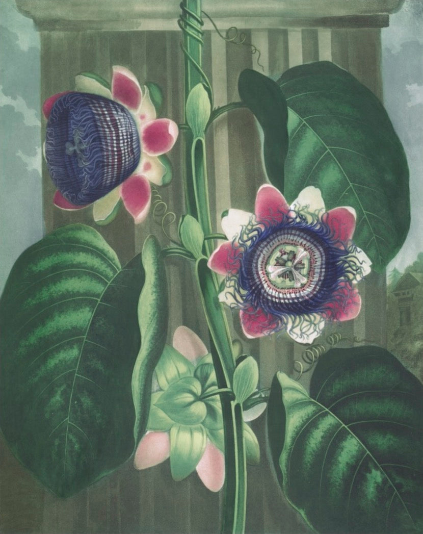 Flora Garden Framed Botanical Print