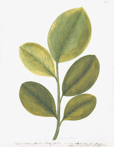 framed botanical print