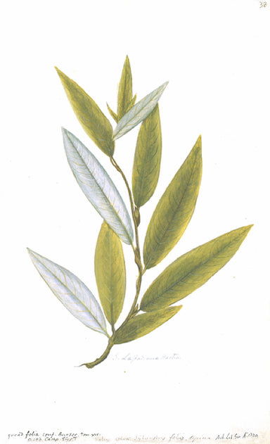 framed botanical print