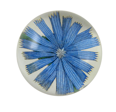 blue chicory dome paperweight from John Derian