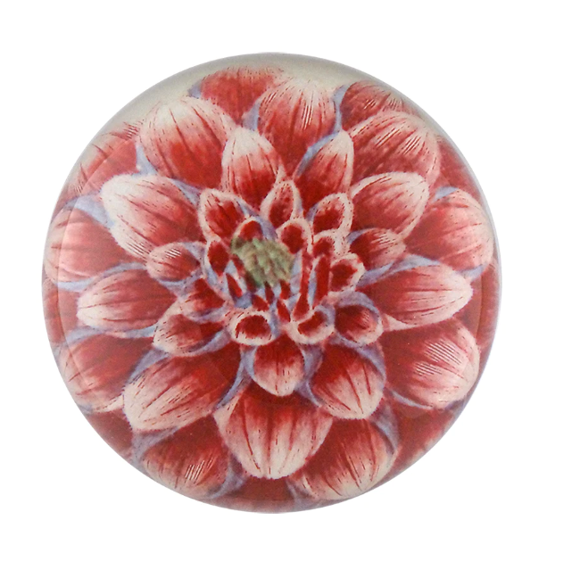 dark pink dahlia dome paperweight from John Derian