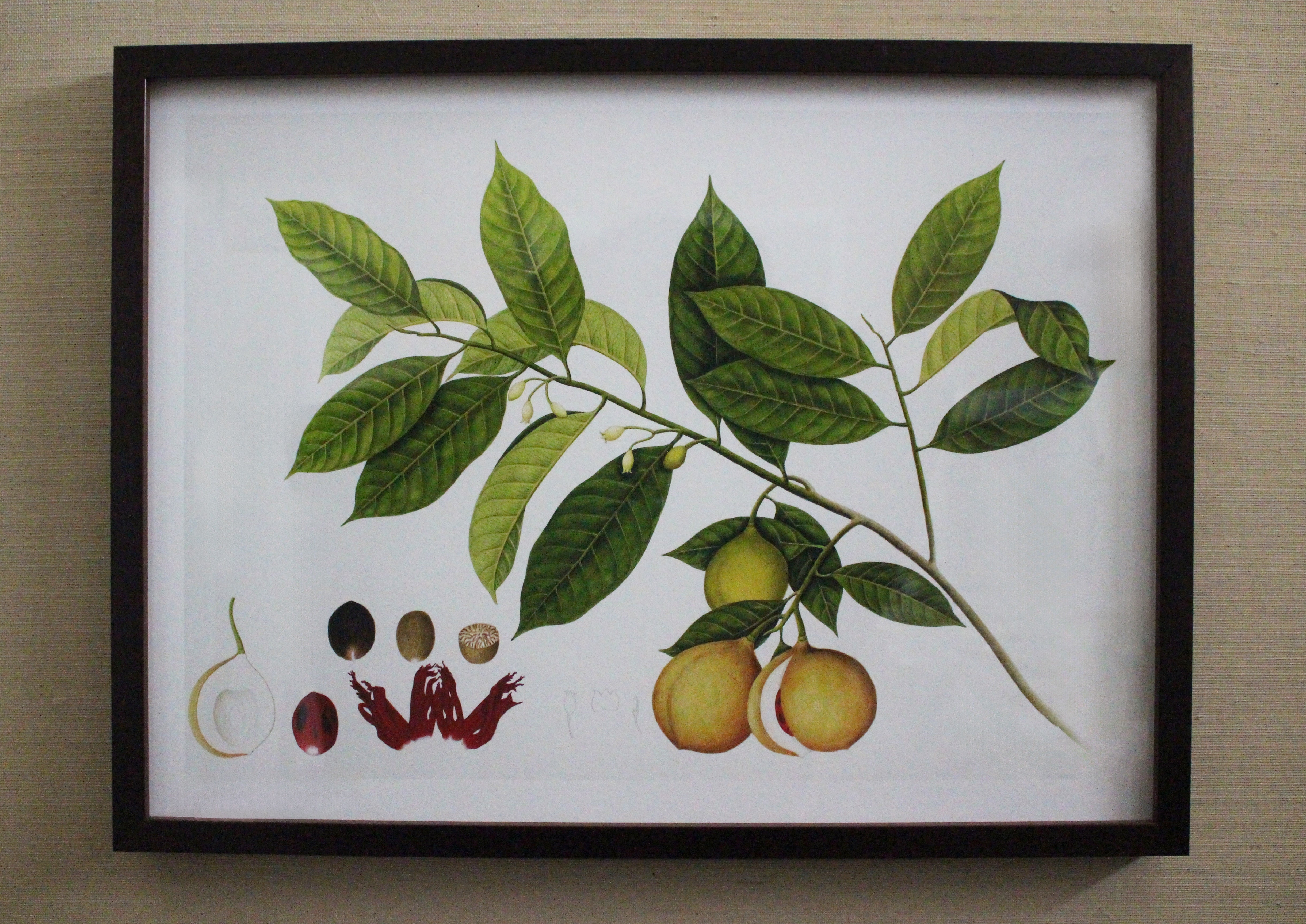 Framed Botanical Prints