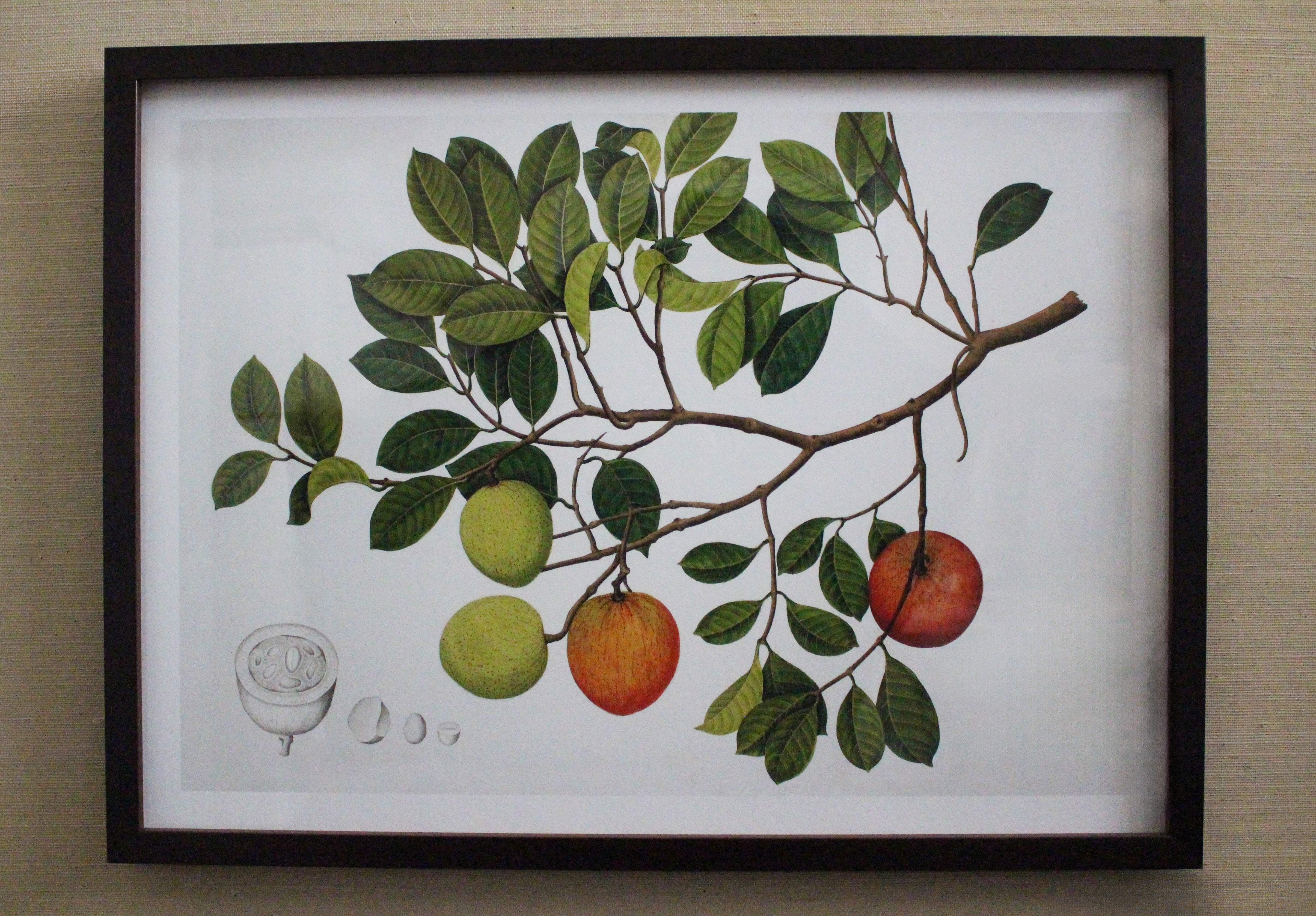 Framed Botanical Prints