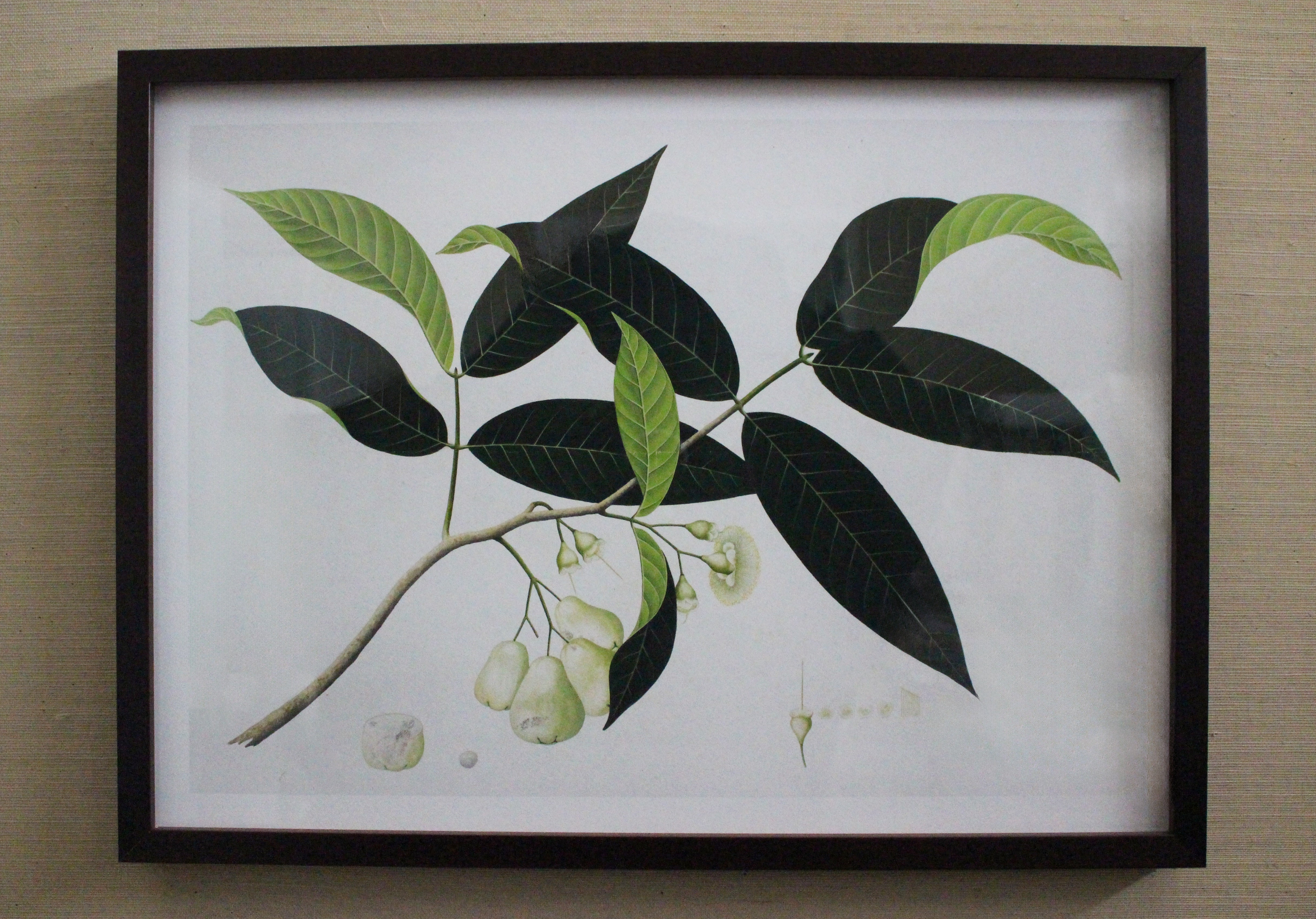 Framed Botanical Prints