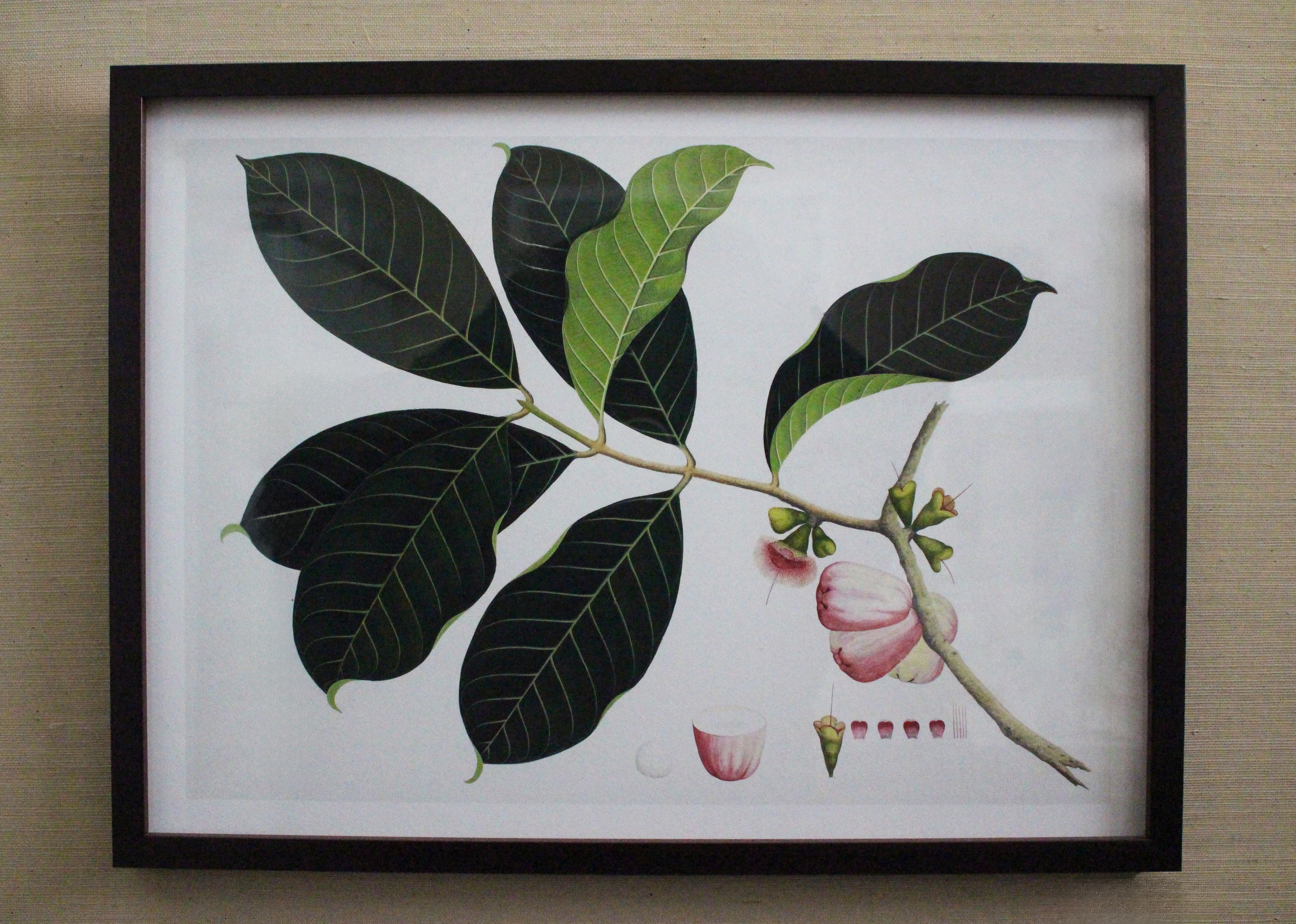 Framed Botanical Prints