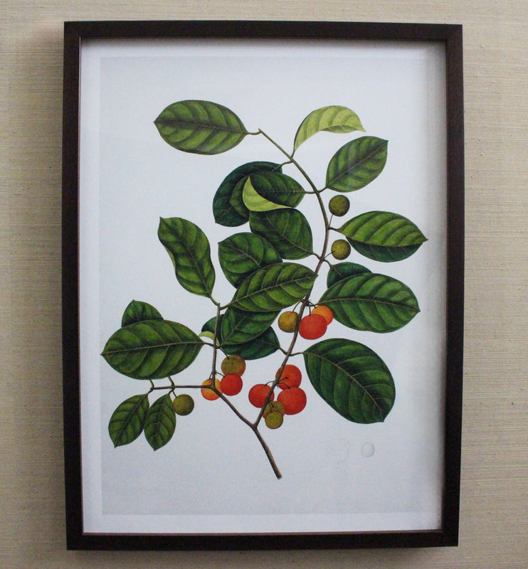 Framed Botanical Prints