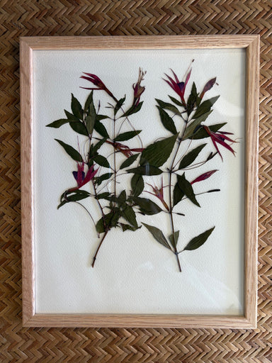 Framed pressed plant specimen on a woven surface