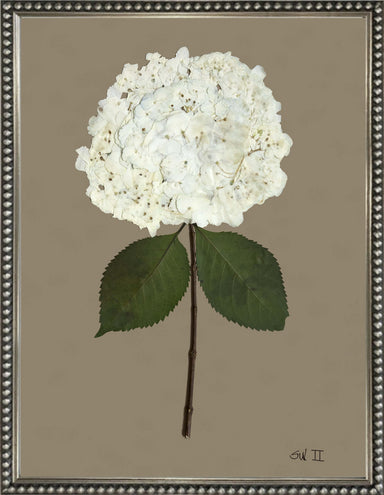 white hydrangea bloom
