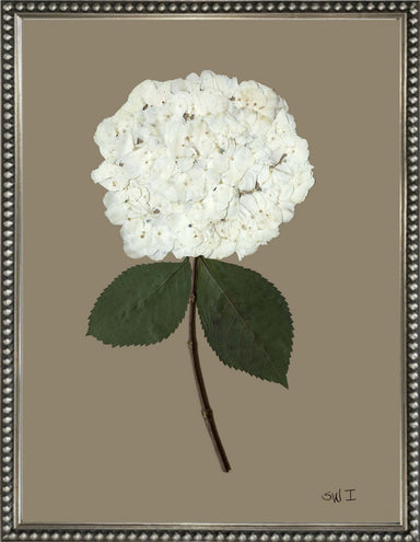 white hydrangea bloom with stem