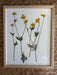 Framed pressed yellow flowers on a white background