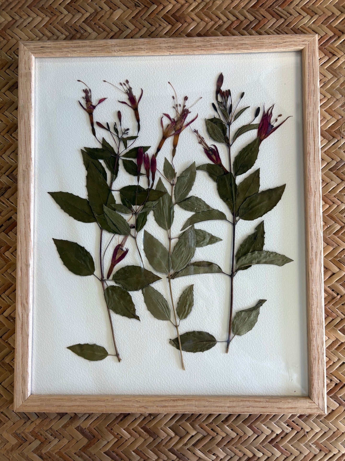 Framed pressed plant specimen on a woven background