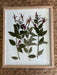Framed pressed plant specimen on a woven background