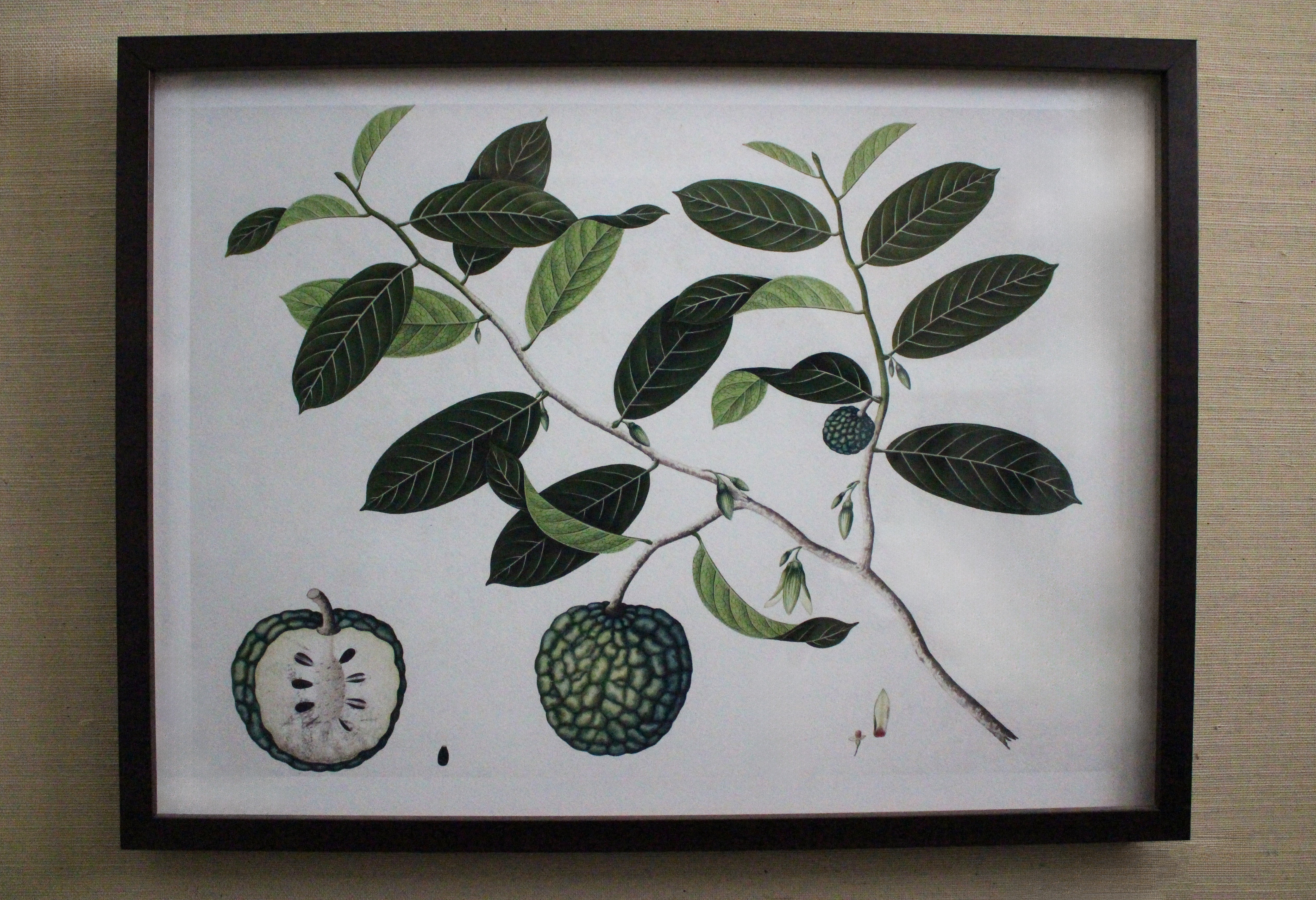 Framed Botanical Prints