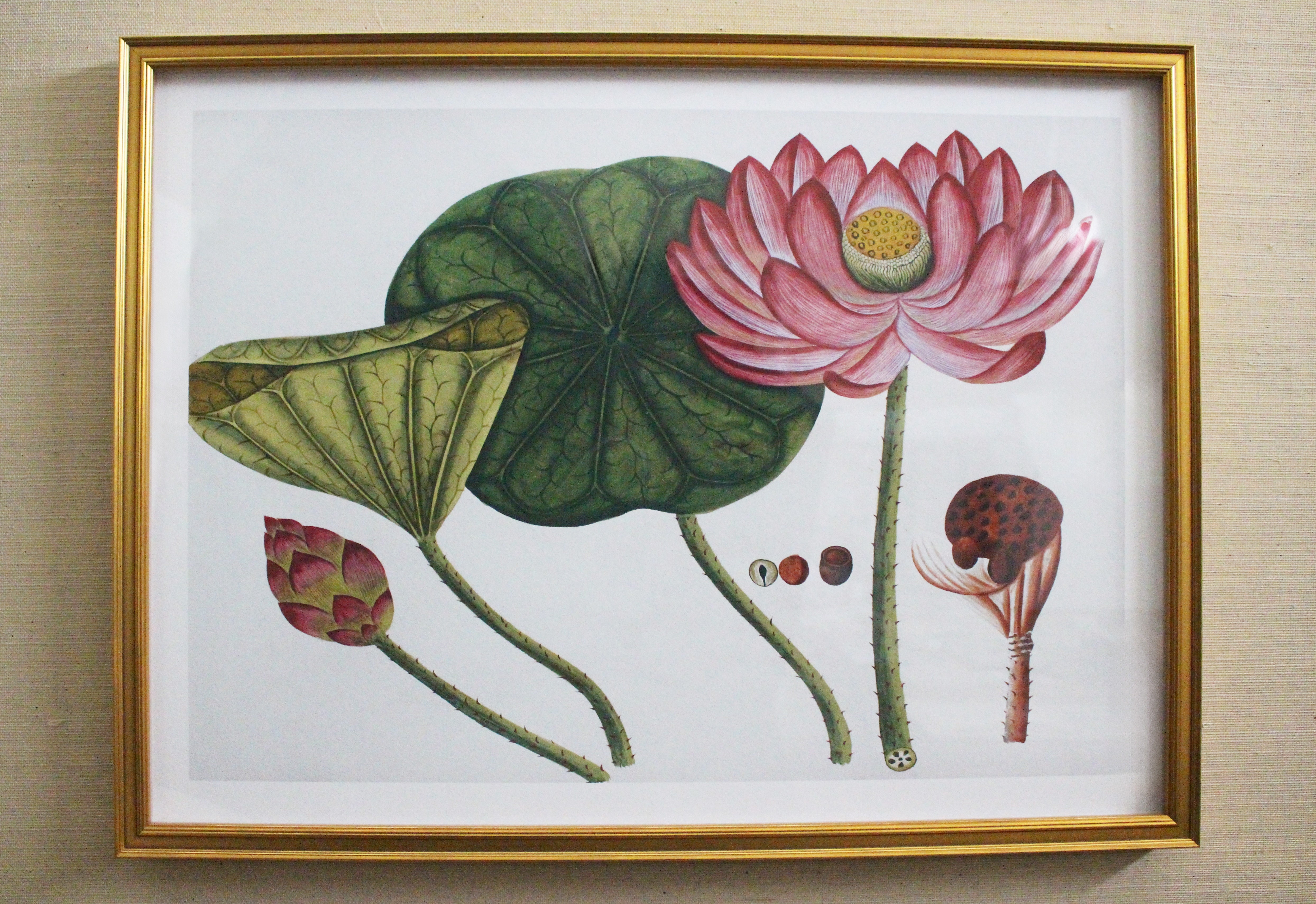 Framed Botanical Prints