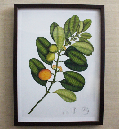 Framed botanical illustration of green leaves and fruits on a white background