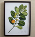 Framed botanical illustration of green leaves and fruits on a white background