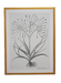 botanical illustration with 3 blooms