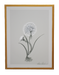 botanical bloom on white background