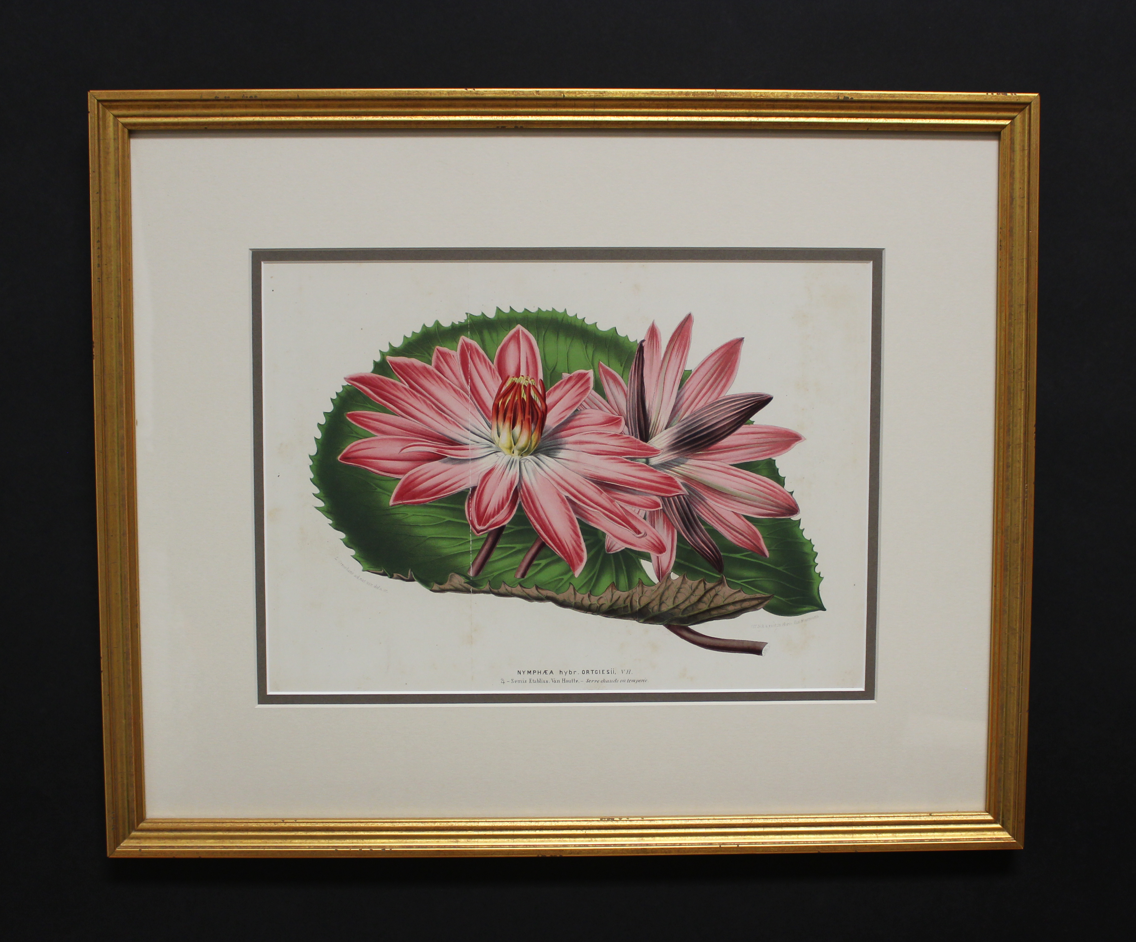 Framed Antique Botanical