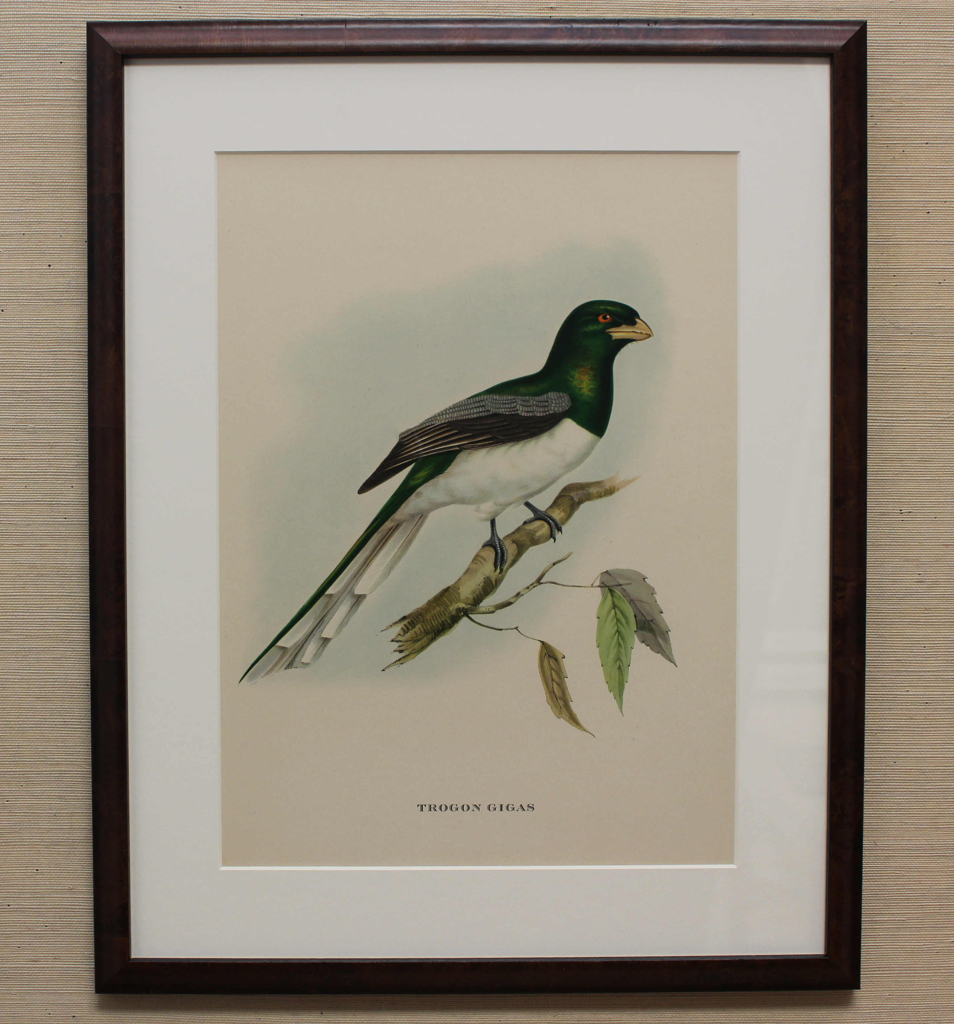 Vintage Framed Bird Print