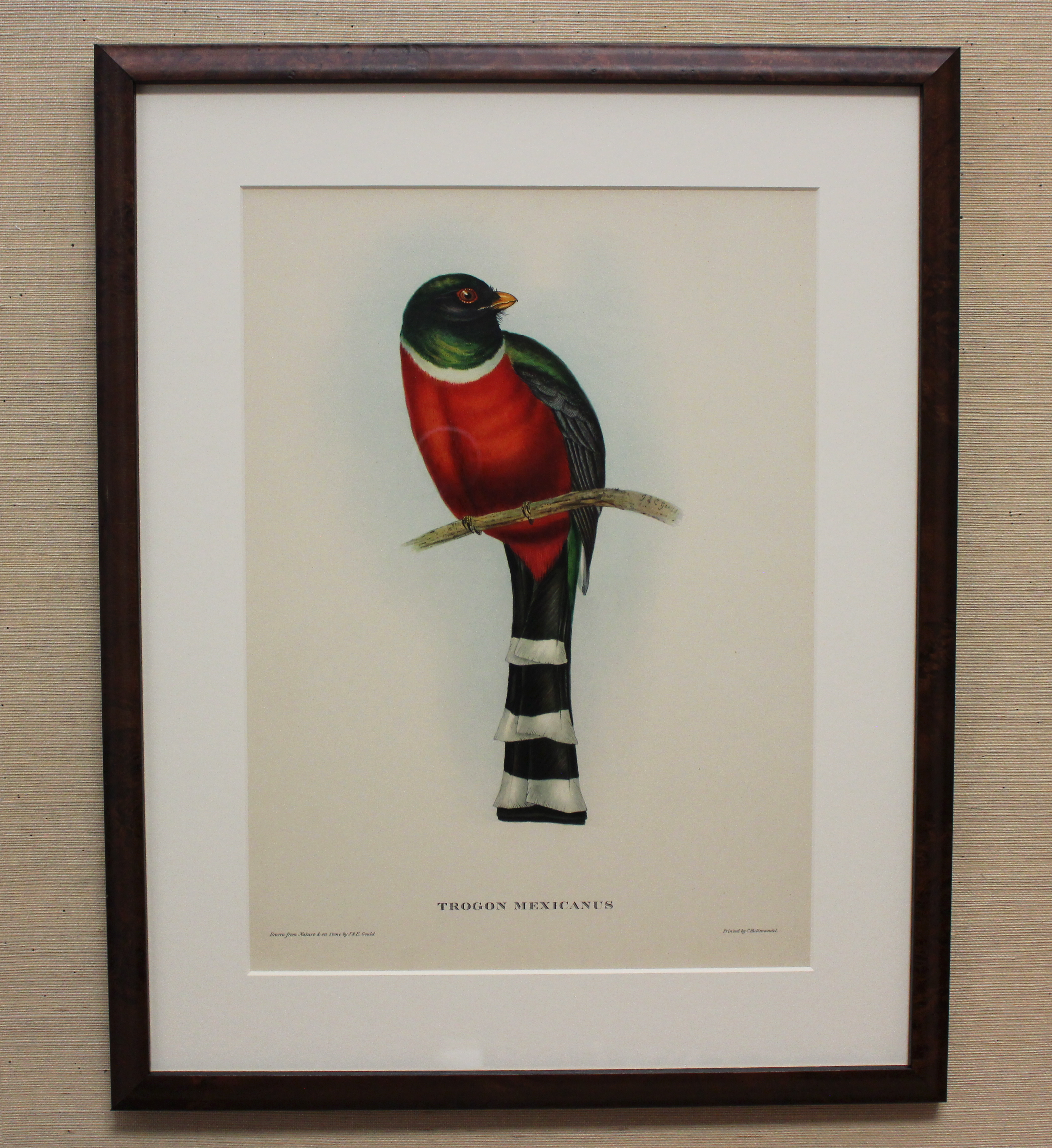 Vintage Framed Bird Print