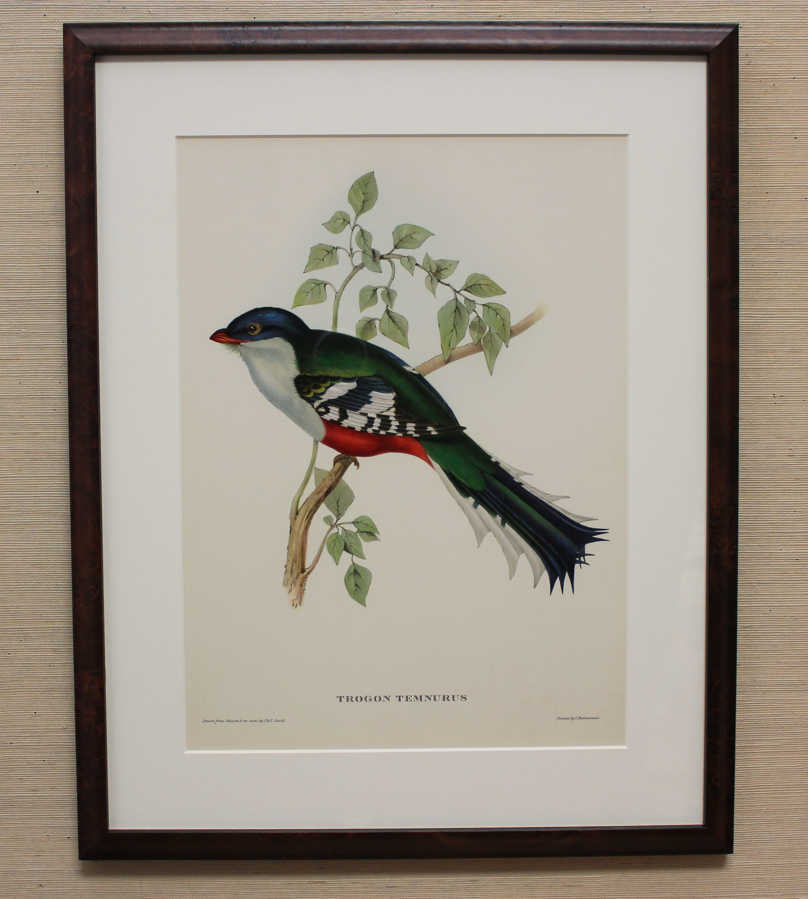 Vintage Framed Bird Print