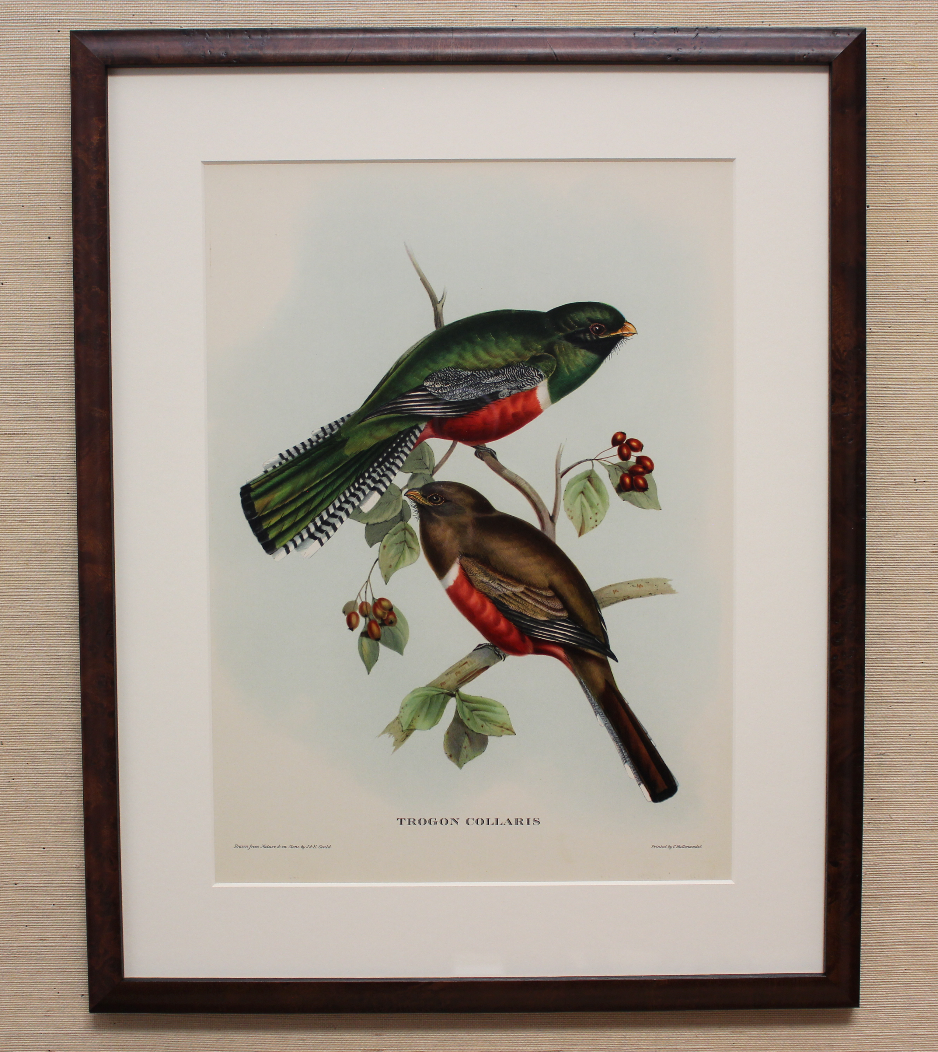 Vintage Framed Bird Print