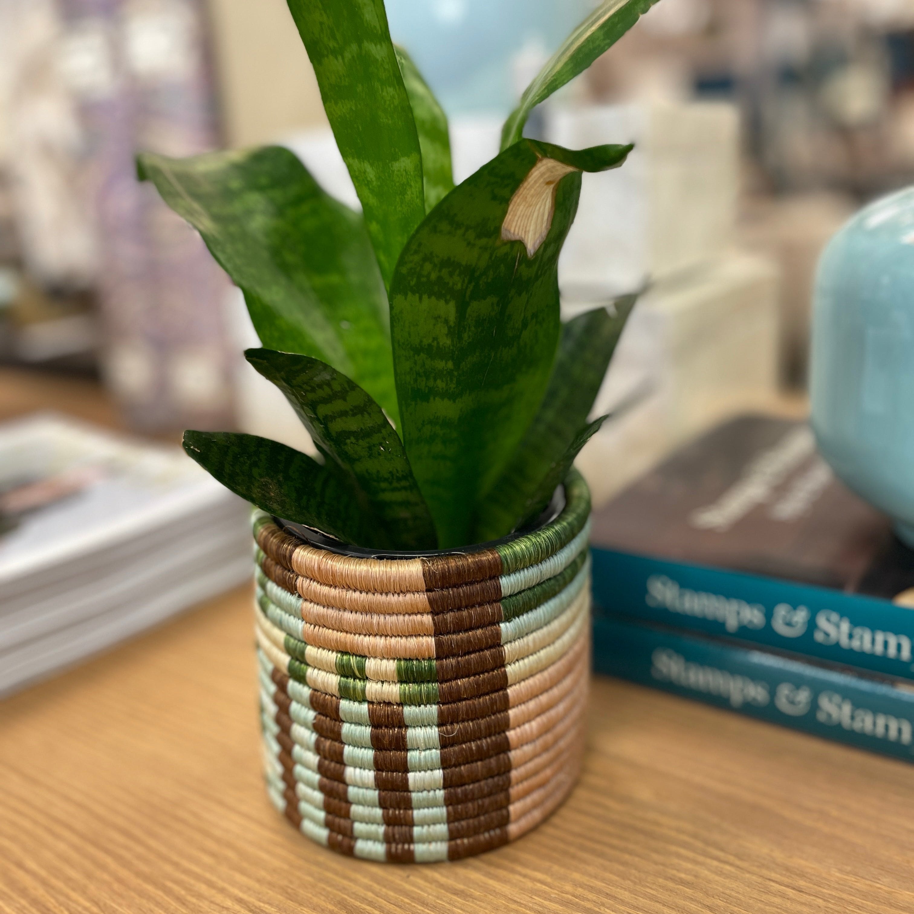 small colorful planter with plant on desk