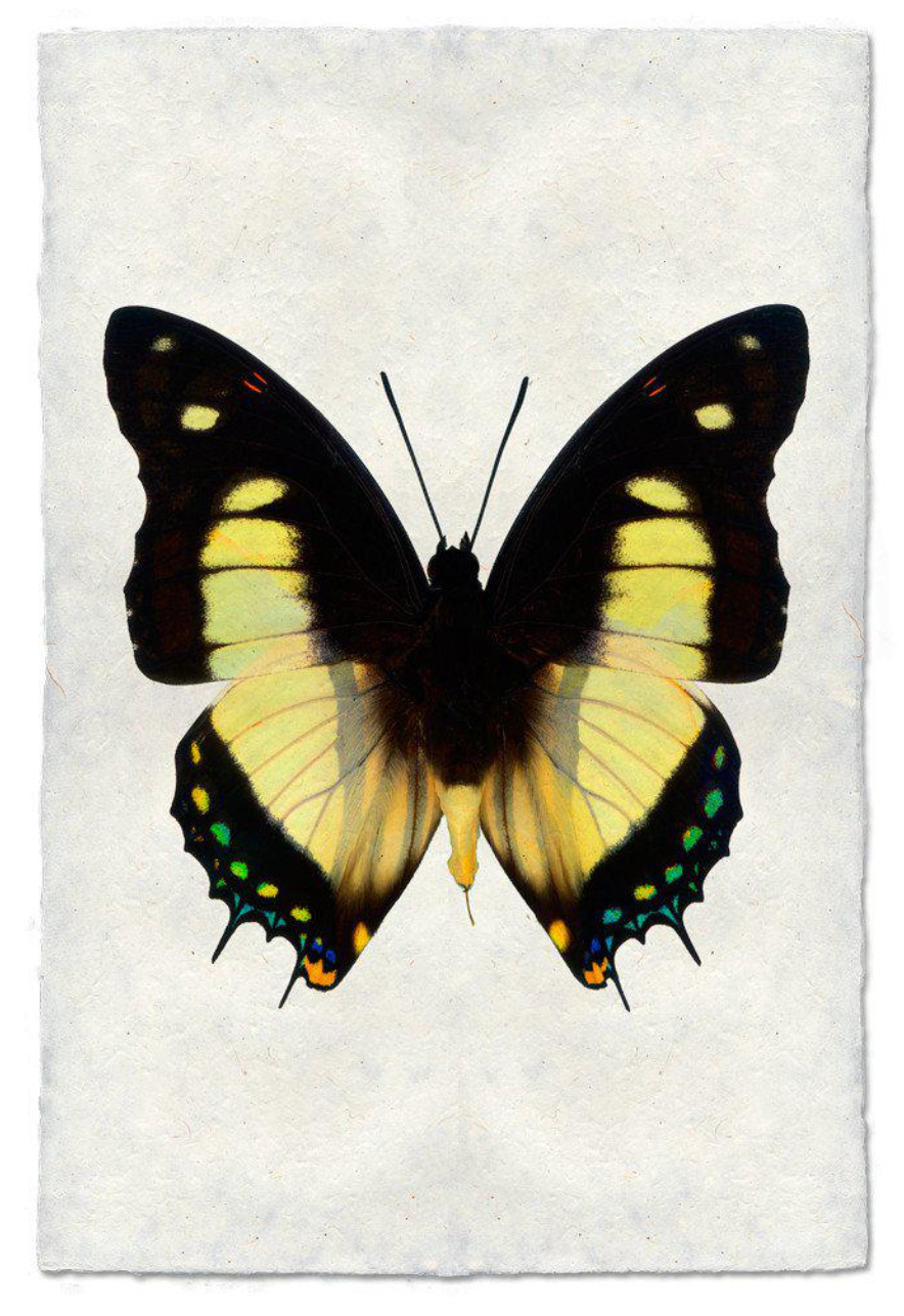 photograph of a yellow and black butterfly on handmade paper