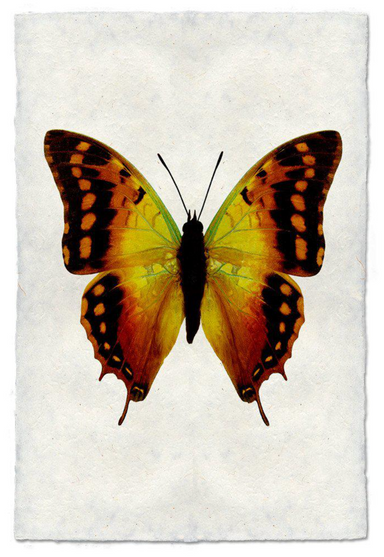photograph of yellow and umber butterfly on handmade paper